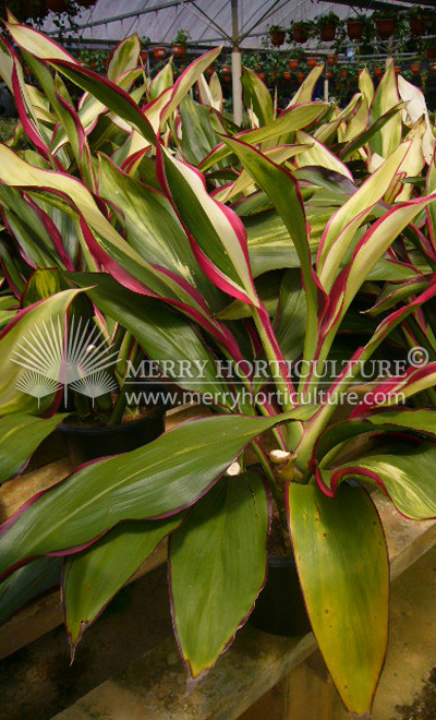 Cordyline fruticosa cultivars 1